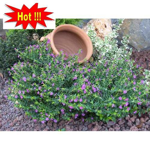 Hạt giống cẩm tú mai cao 15-20cm đường kính 15-20 HẠT hoa nở rực rỡ