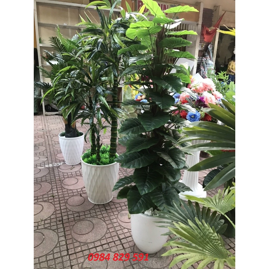 Trầu bà leo cột 1.6m, cây lá to, tán dày-Cây giả