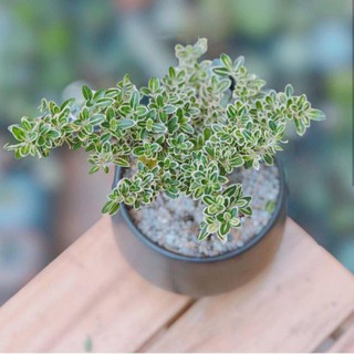 Hoa bạch tuyết mai MIX CHẬU để bàn