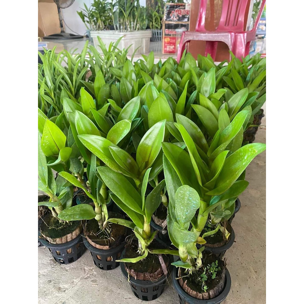 HOA LAN KINH 10 BÍCH