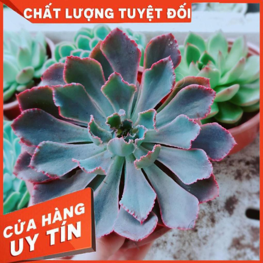 Sen đá bắp cải tím Nhiều Người Mua