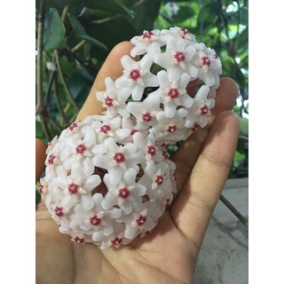 Cây giống cẩm cù hoa trắng