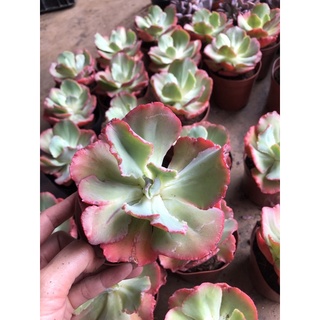 Sen đá Bắp Cải San Hô (10-12cm)