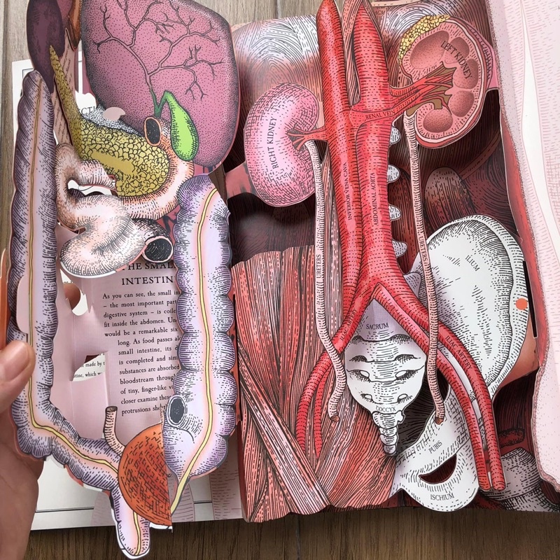 THE HUMAN BODY