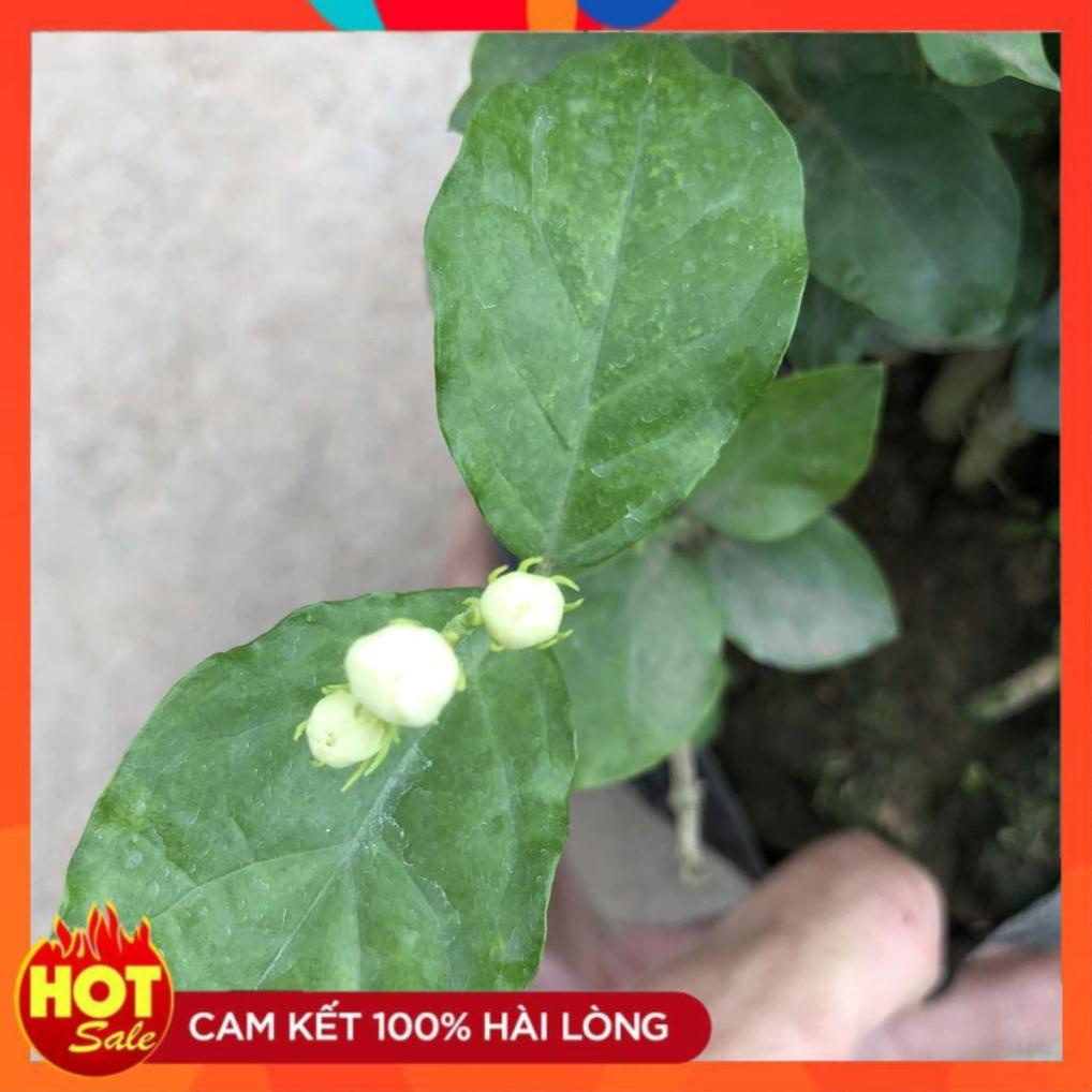 Cây hoa nhài ta cánh kép size nhỏ, hoa nở bắt mắt mùi hương dễ chịu@