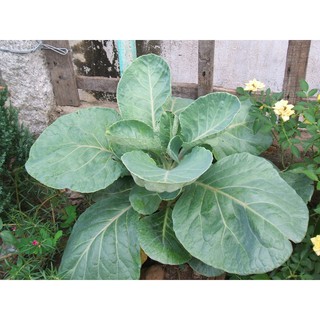 hạt giống cải rổ dể trồng