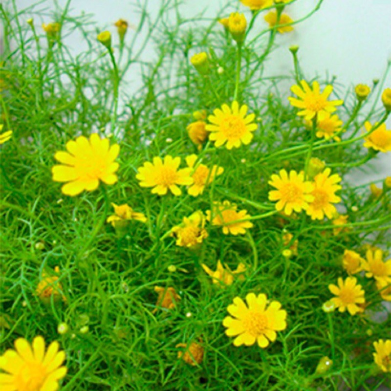 Hạt giống cúc sao băng HN009 0,01gr