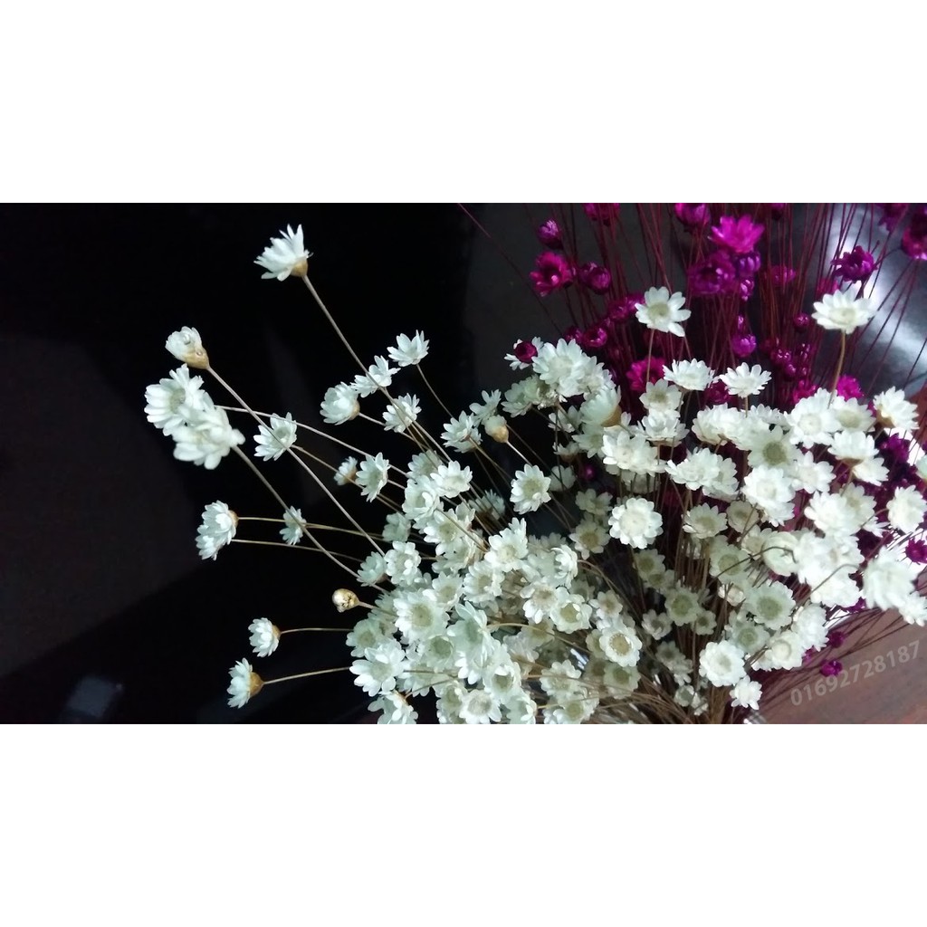 Glixia - cúc bất tử( còn gọi là snowy - hoa tuyết nhiệt đới)