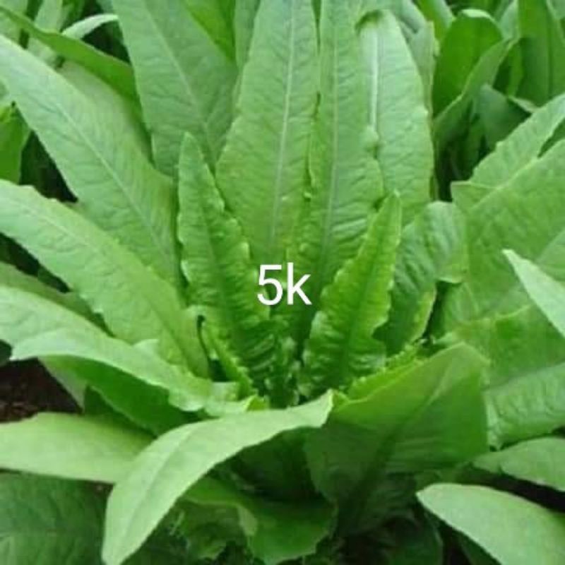 Hạt giống đồng giá 5k
