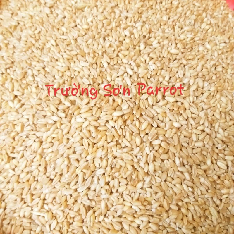 Hạt lúa mì (gói 500g) cho vẹt, bồ câu, chuột...