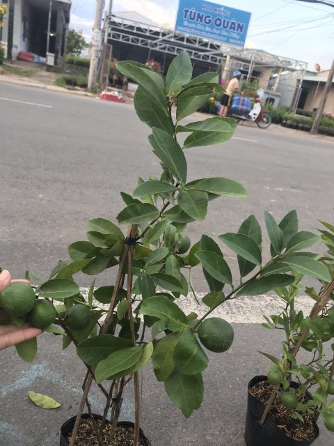 Chanh tứ quý ... đang trái...