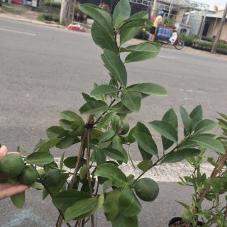 Cây 🌲 Chanh tứ quý ... đang trái...