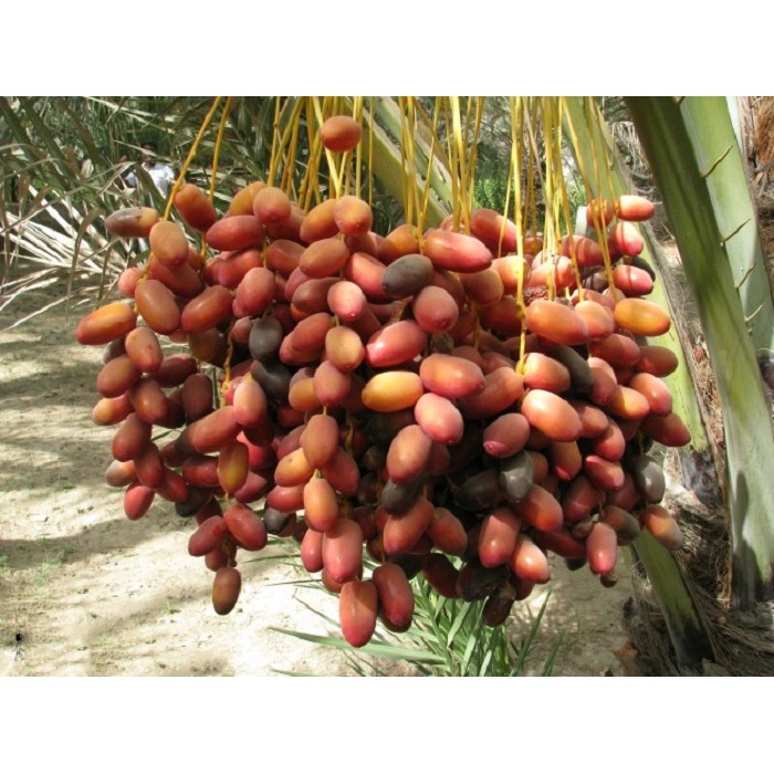 Quả Chà Là Nguyên Cành Không tẩm Đường 500gr mềm ngọt Freshdates