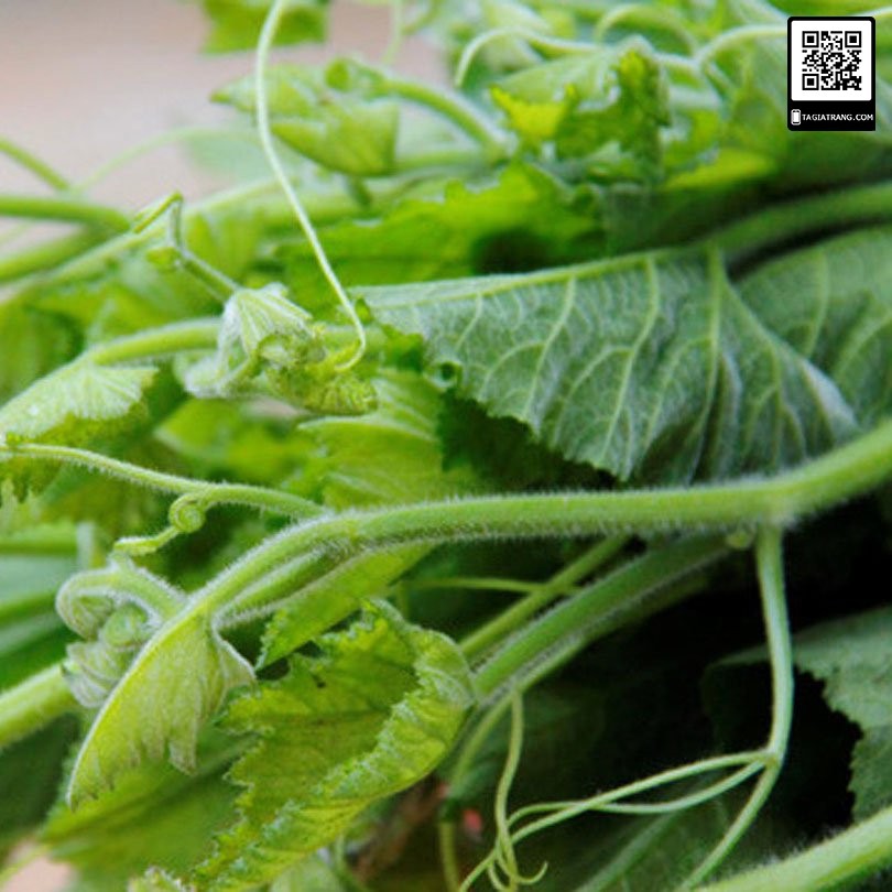 1KG Hạt giống bí siêu ngọn (bí siêu đọt)