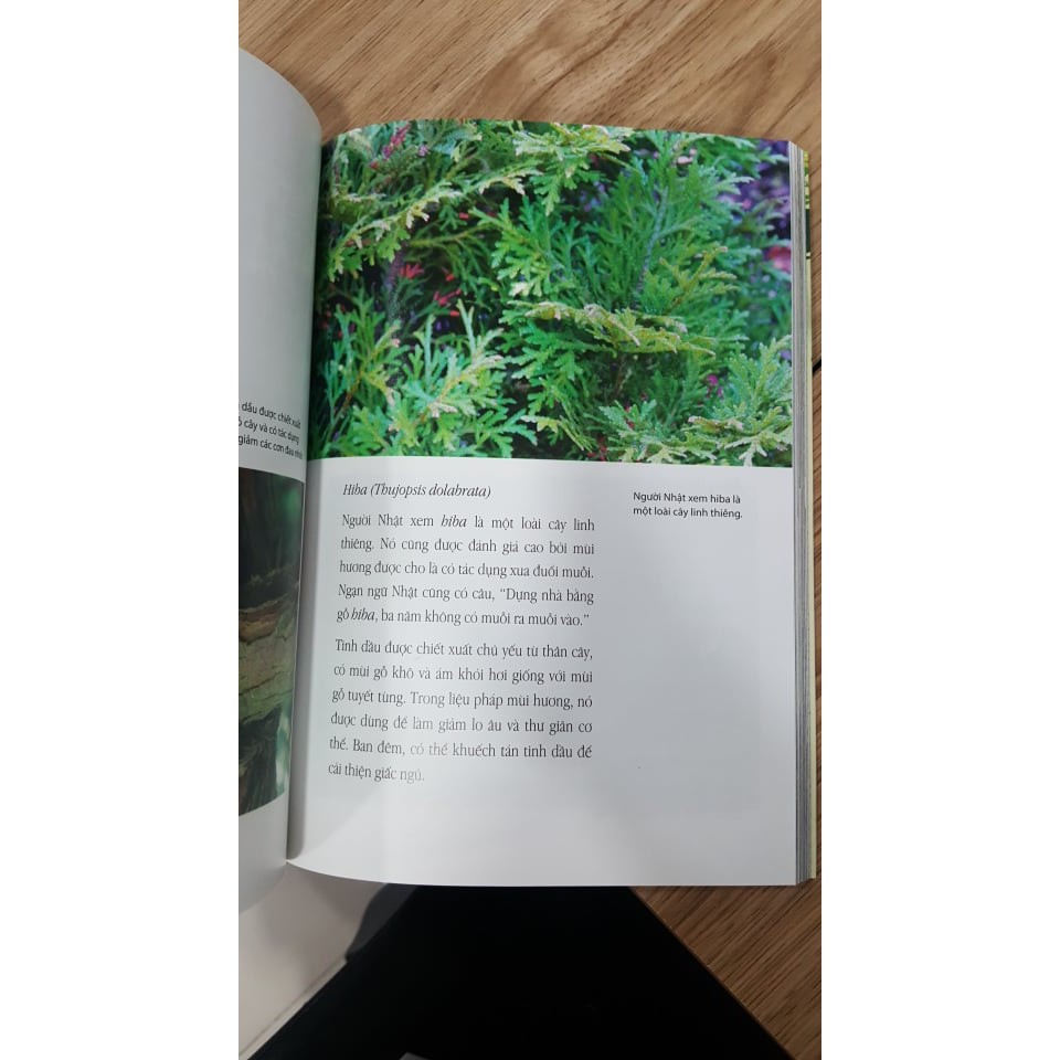 Sách - Shinrin Yoku – Nghệ Thuật Tắm Rừng Của Người Nhật Bản - tặng kèm bookmark | BigBuy360 - bigbuy360.vn