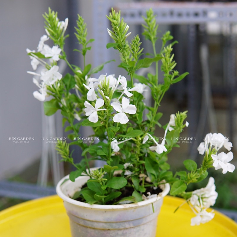 Cây Hoa Bạch Xà JUN GARDEN Đuôi Công Trắng