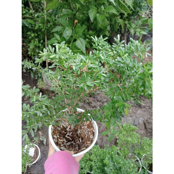Cây linh sam 86 hoa tím thơm, làm bonsai