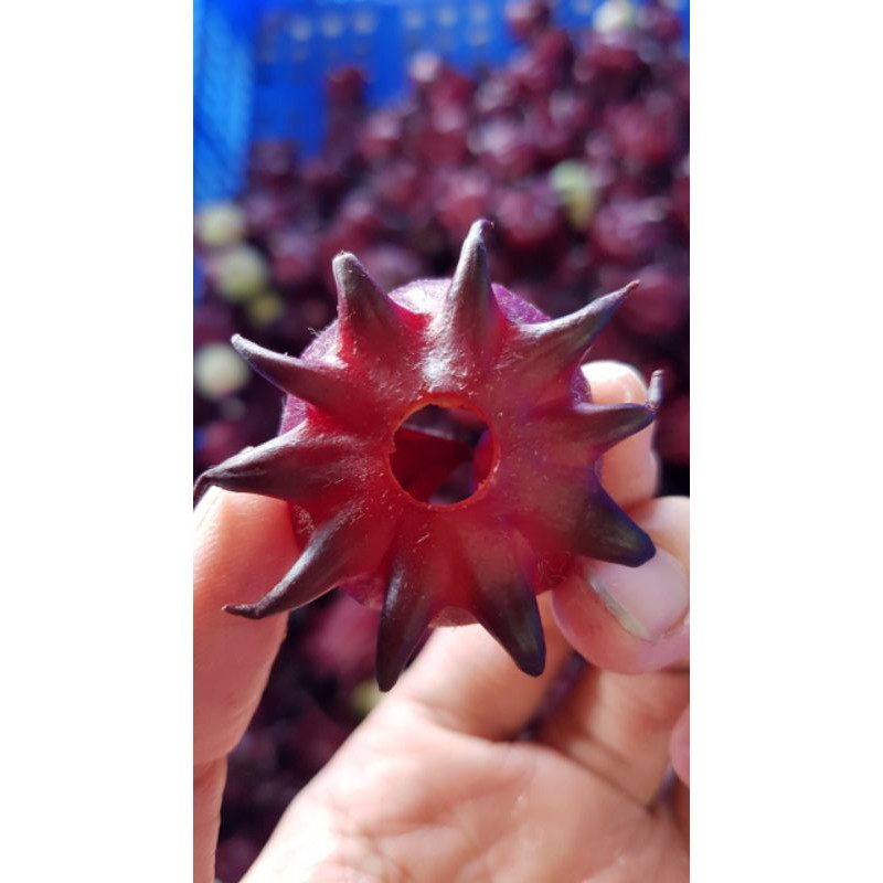 Hoa tách hạt_1kg