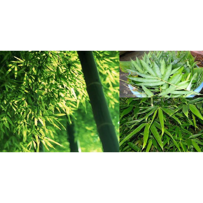 Lá tre làm giá tại nhà 1kg