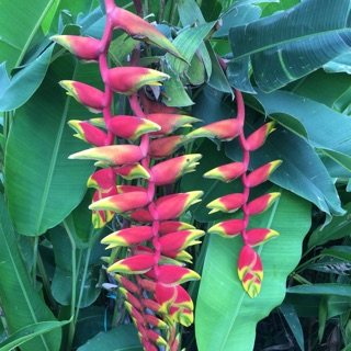 Cây hoa chuối pháo siêu hoa