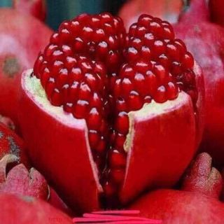 Lựu  Đỏ ai cập