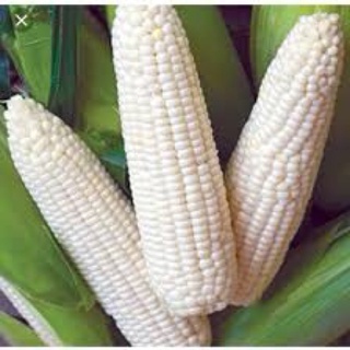 50gr- hạt giống bắp nếp nù