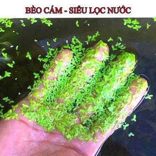 👉"tp.hcm"👉 bèo tấm - bèo cám - bèo lọc nước hồ cá siêu tốt.