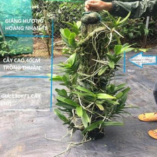 Hoa lan giáng hương hoàng nhạn tháng 8( cây to) ki mập khỏe ấm chậu