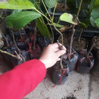 Cây giống bòn bon