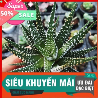 Móng rồng trắng size trung