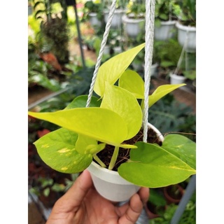 Trầu bà v àng / trầu bà thái và ng mini