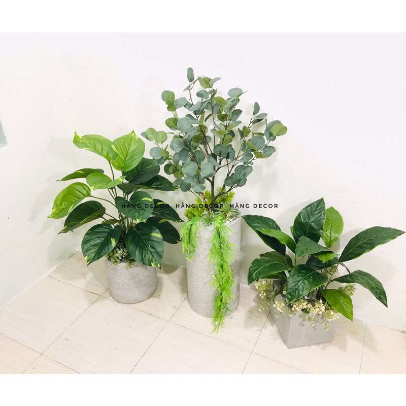 Chậu xi măng vuông, trụ hằng decor