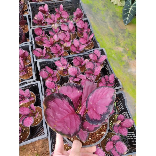 calathea roseopicta crimson - Đuôi công hồng viền đen tuyệt đẹp