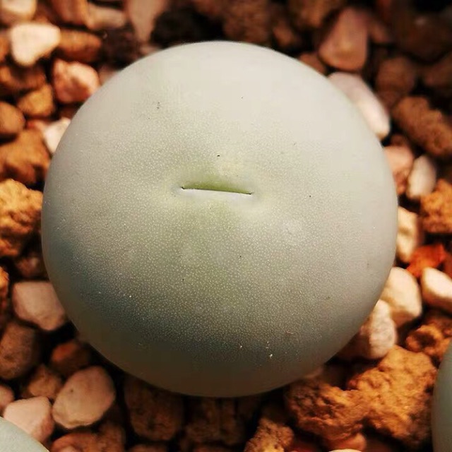 Cây conophytum calculus size 0.6-1.1cm