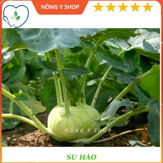 Hạt giống su hào xanh rạng đông - rado 703 - 5g