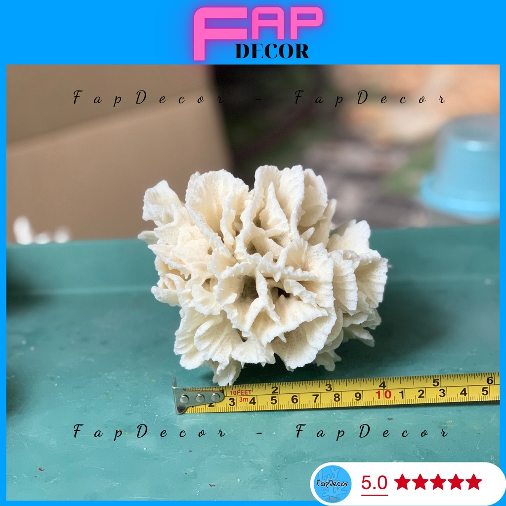 SAN HÔ BÔNG RẠN HOA GIẤY CAO CẤP BIỂN THIÊN NHIÊN SIÊU ĐẸP TRANG TRÍ THỦY SINH, DECOR NHÀ CỬA