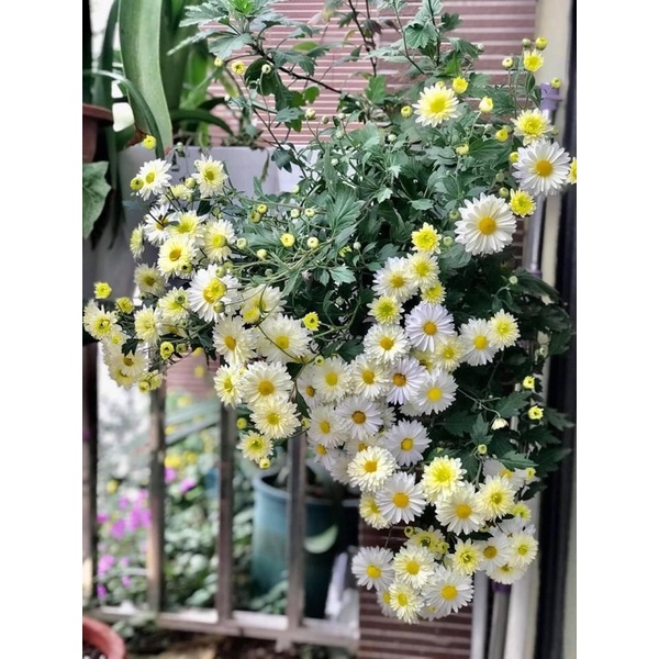 cúc họa my kép đủ size chỉ từ 25k