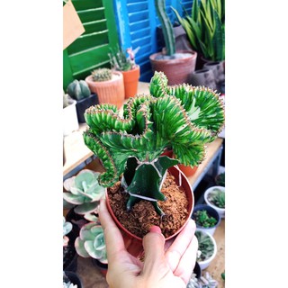 Xương rồng vạn lý trường thành đủ loại