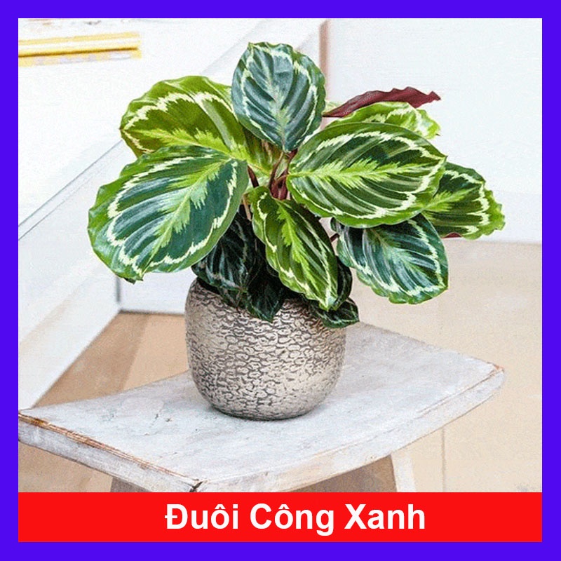 Cây Đuôi Công Xanh - cây cảnh để bàn + tặng phân bón cho cây - caykiengsadec