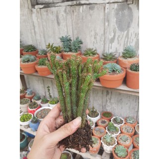 Xương rồng đuôi khỉ MẪU 1 + 2
