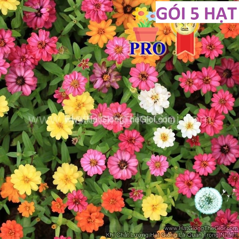 5h Hạt Giống Hoa Cúc Lá Nhám Lùn Sai Bông Profusion Mix