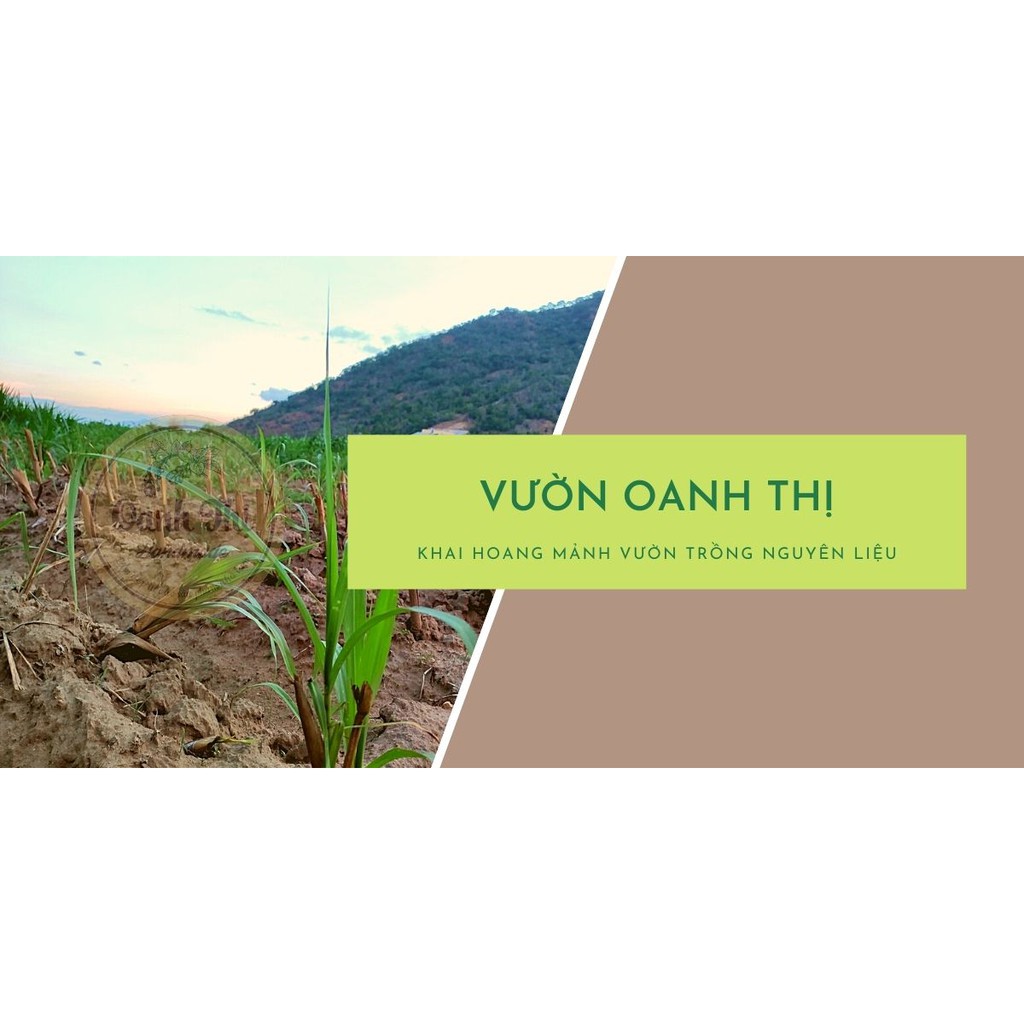 Dầu gội bồ kết thảo dược Vườn Oanh Thị, khép kín từ nguyên liệu đến tự nấu tại vườn,kích thích mọc tóc, phục hồi tóc