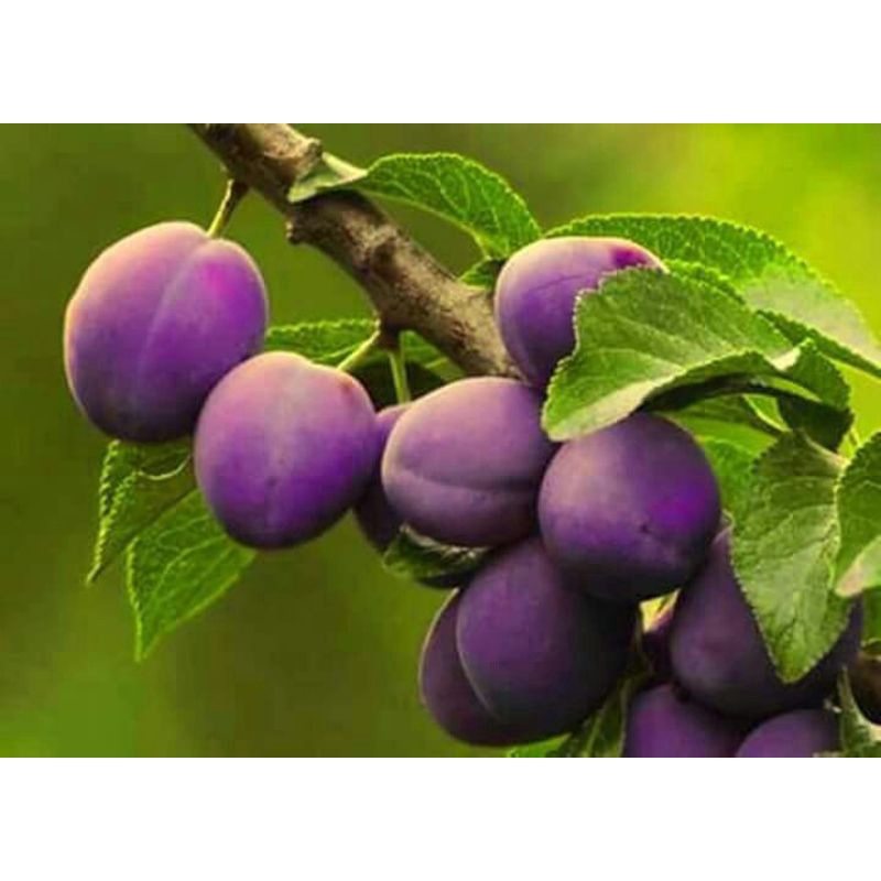 Cây Mận Tím Úc Trái Thon Dài