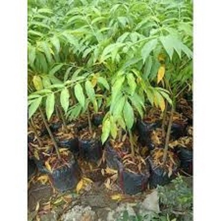 CÂY GIỐNG CÓC THÁI LÙN
