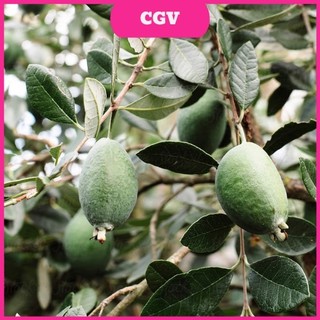 Cây ổi dứa, cây nhập khẩu, ổi dứa new zealand ổn định bầu, cây giá trị kinh tế cao - cây giống việt