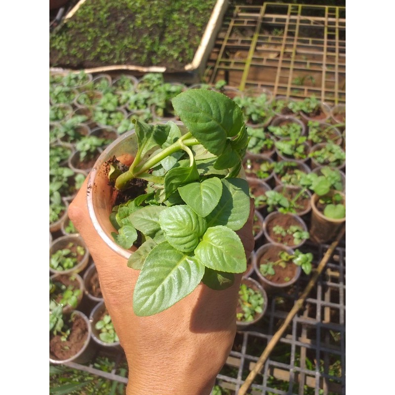 Rau quế vị