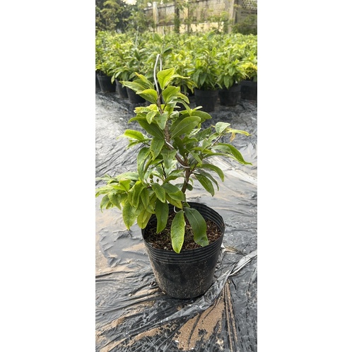 Hoa mai Huỳnh Tỷ 24 cánh_ cây ghép