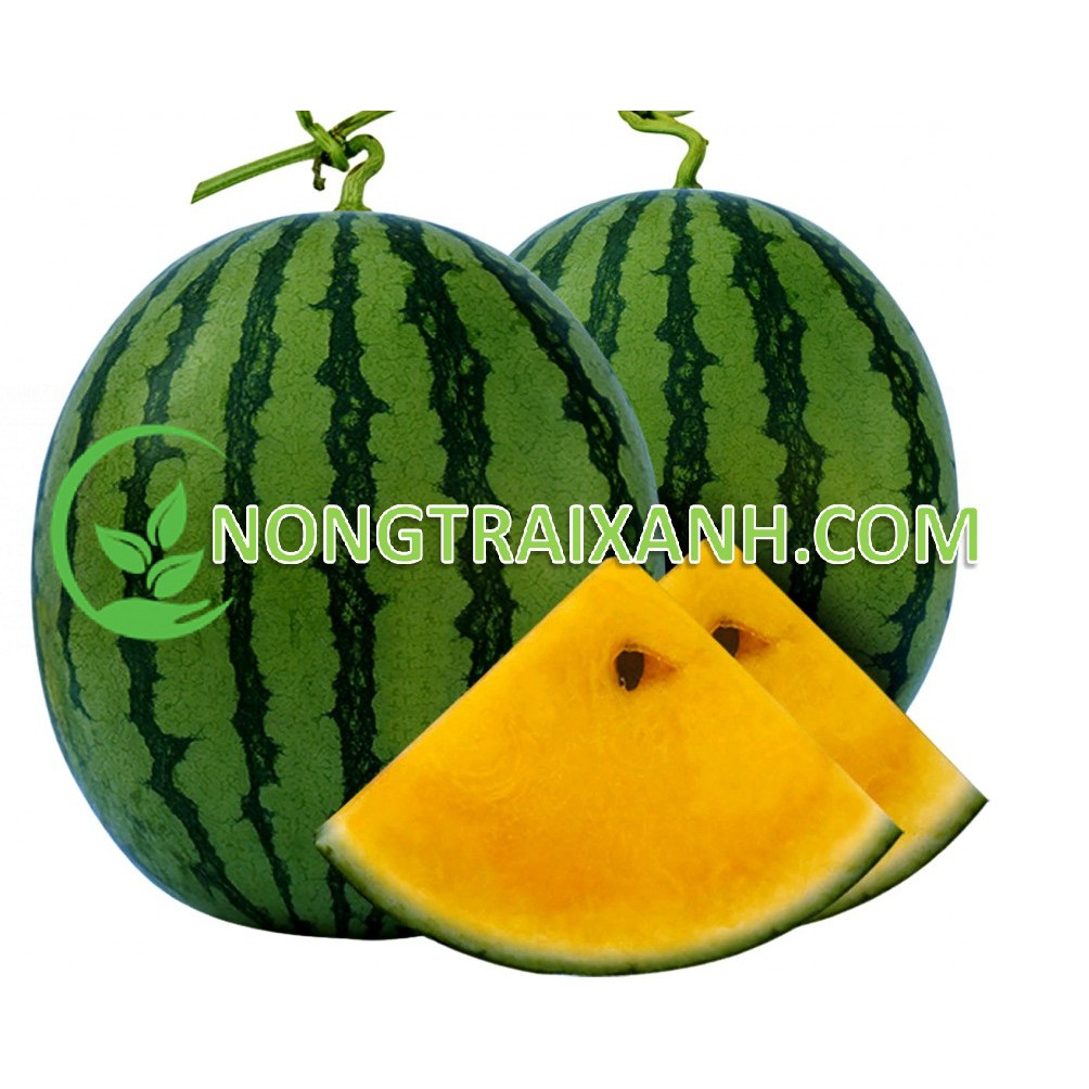30H - HẠT GIỐNG DƯA HẤU RUỘT VÀNG QUẢ TRÒN