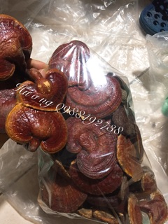100g Nấm Lim Xanh ( khô )