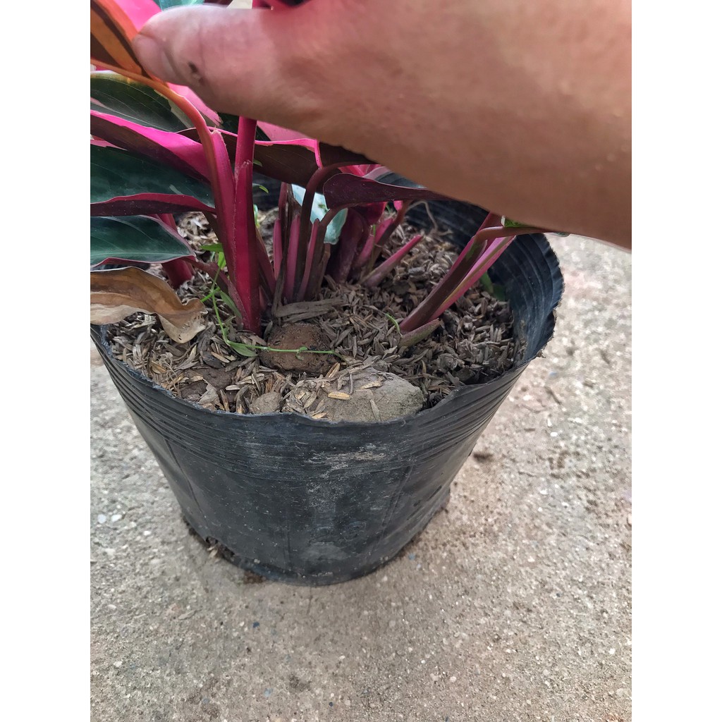 Cây chuối hoàng yến lá đỏ  ⚡️GIÁ GỐC TẠI VƯỜN⚡️ cao 25-30cm, dễ trồng chăm sóc, trang trí sân vườn và để bàn